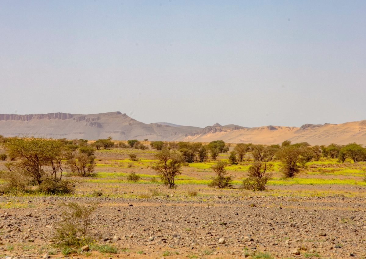 Escursione Deserto Sahara Sandboarding sulla Sabbia del Deserto Escursione Deserto Sahara Sandboarding sulla Sabbia del Deserto nel deserto del Sahara marocchino vicino a Merzouga, tour ed escursioni in Marocco con Esplora il Marocco.
