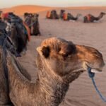Viaggi di 3 Giorni nel Deserto da Ouarzazate