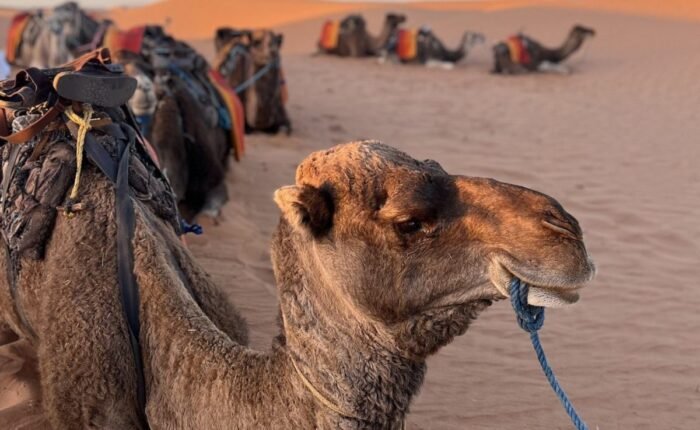 Viaggi di 3 Giorni nel Deserto da Ouarzazate