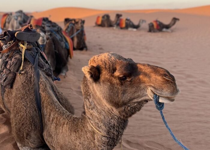 Viaggi di 3 Giorni nel Deserto da Ouarzazate