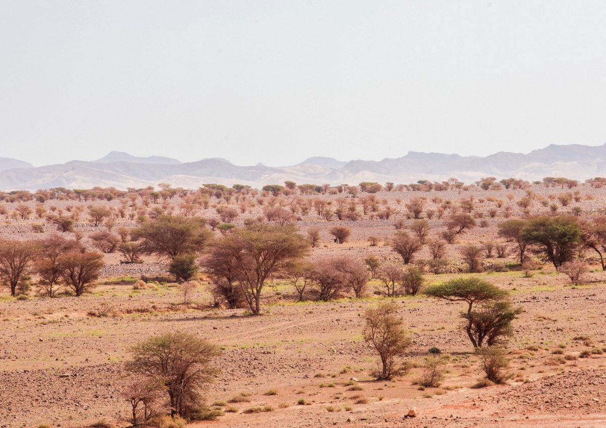 Viaggio Deserto Marocco Sandboarding sulla Sabbia del Deserto Viaggio Deserto Marocco Sandboarding sulla Sabbia del Deserto nel deserto del Sahara marocchino vicino a Merzouga, tour ed escursioni in Marocco con Esplora il Marocco.